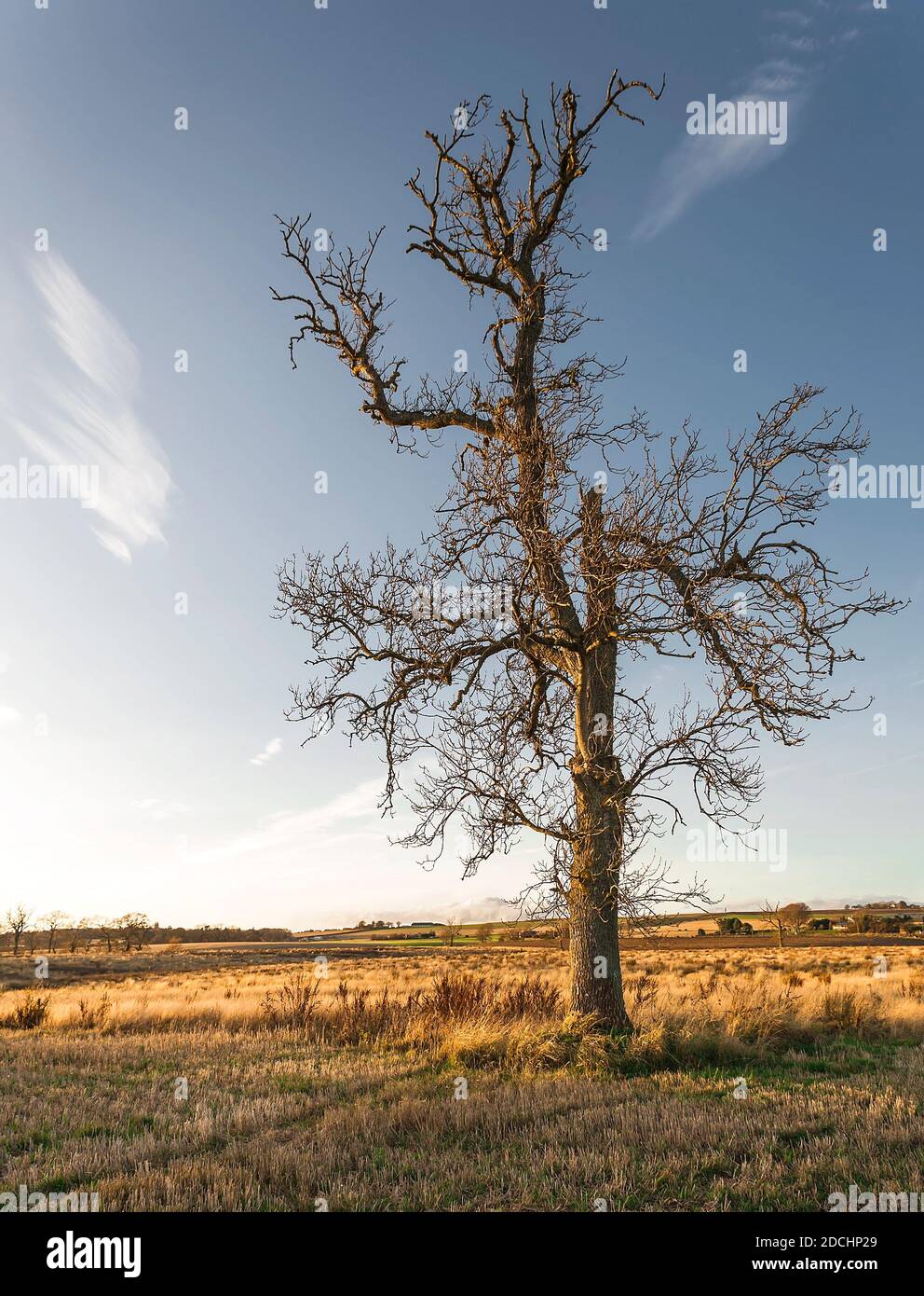 Immagine ritratto di un isolato cerro morto, Quercus, contro un cielo blu. Foto Stock