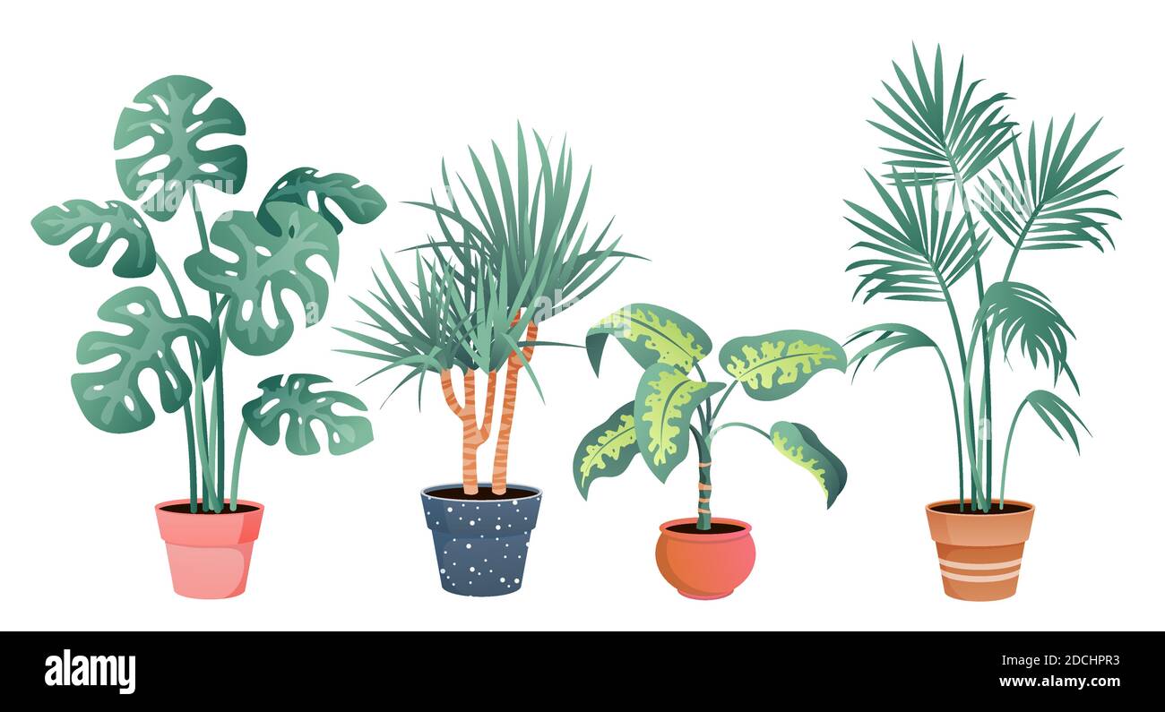 Casa tropicale piante decorazione vettore illustrazione set, cartoon piatto vaso pianta da tropici raccolta botanica in creta pentola isolato su bianco Illustrazione Vettoriale