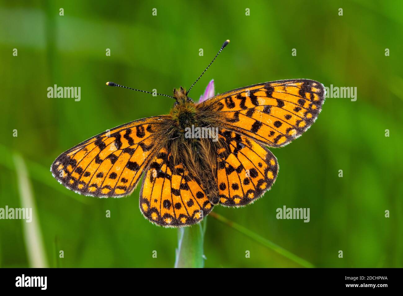 Un adulto verde scuro fritillary (Argynnis aglaja) ha fatto una scalata su un fiore di erba a Clashnessie nell'estremo nord della Scozia. Giugno. Foto Stock