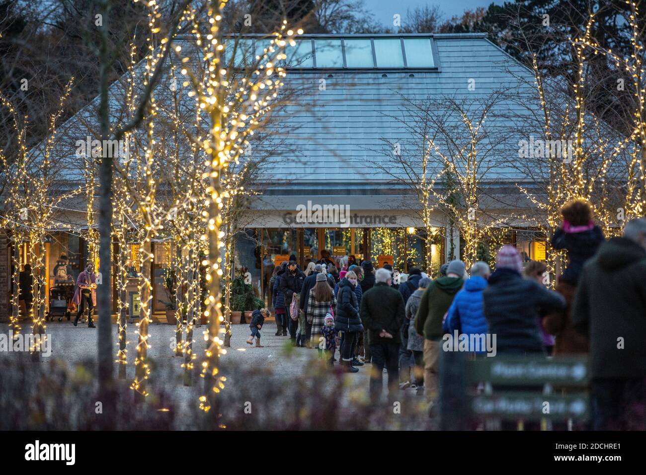 Code la prima notte del RHS Garden Wisley's Glow Illuminations show, Surrey, Inghilterra, Regno Unito. 21 Nov 2020. L'immagine mostra le famiglie che si accingono ad entrare a Glow al Giardino RHS Wisley che ancora Passi pure questo Natale nonostante il coronavirus. I diversi giardini di RHS Wisley includono il Giardino della roccia, il Pinetum e la passeggiata della Wisteria, tutti illuminati da scintillanti luci di Natale da ammirare. Credit: Jeff Gilbert/Alamy Live News Foto Stock