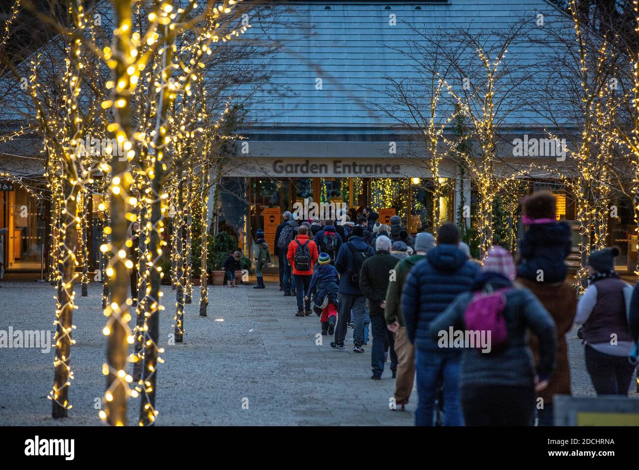 Code la prima notte del RHS Garden Wisley's Glow Illuminations show, Surrey, Inghilterra, Regno Unito. 21 Nov 2020. L'immagine mostra le famiglie che si accingono ad entrare a Glow al Giardino RHS Wisley che ancora Passi pure questo Natale nonostante il coronavirus. I diversi giardini di RHS Wisley includono il Giardino della roccia, il Pinetum e la passeggiata della Wisteria, tutti illuminati da scintillanti luci di Natale da ammirare. Credit: Jeff Gilbert/Alamy Live News Foto Stock