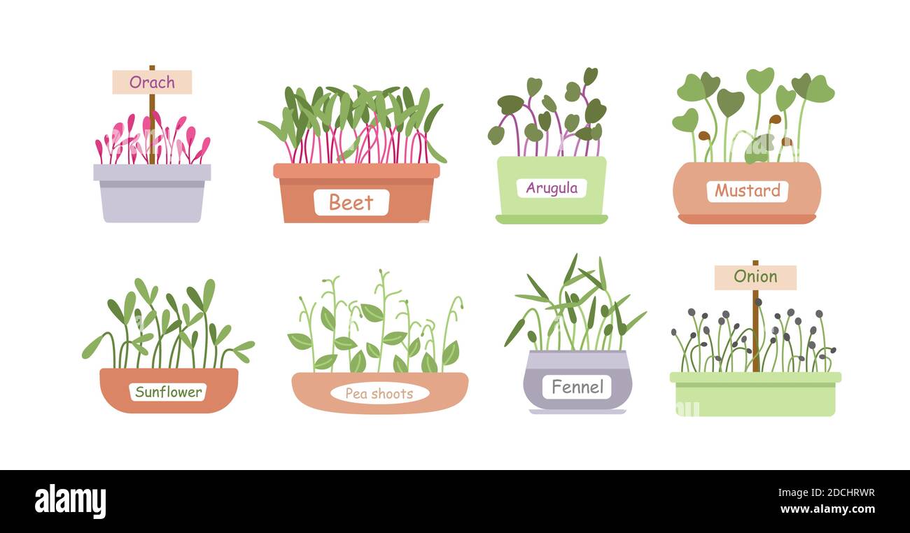 Micro greens germogli scatole set di cartoni animati, insalata menu di cibo Illustrazione Vettoriale