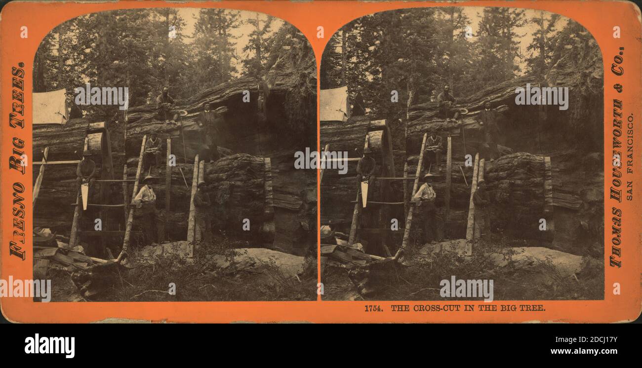 Il taglio trasversale nel grande albero., immagine fissa, Stereographs, 1850 - 1930 Foto Stock