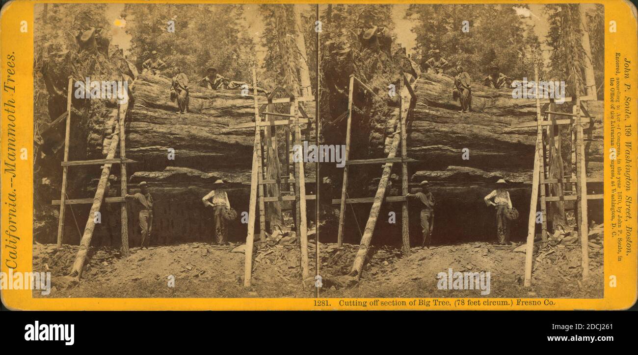 Taglio di sezione di grande albero, (78 piedi circa.) Fresno Co., fermo immagine, Stereographs, 1850 - 1930, Soule, John P. (1827-1904 Foto Stock
