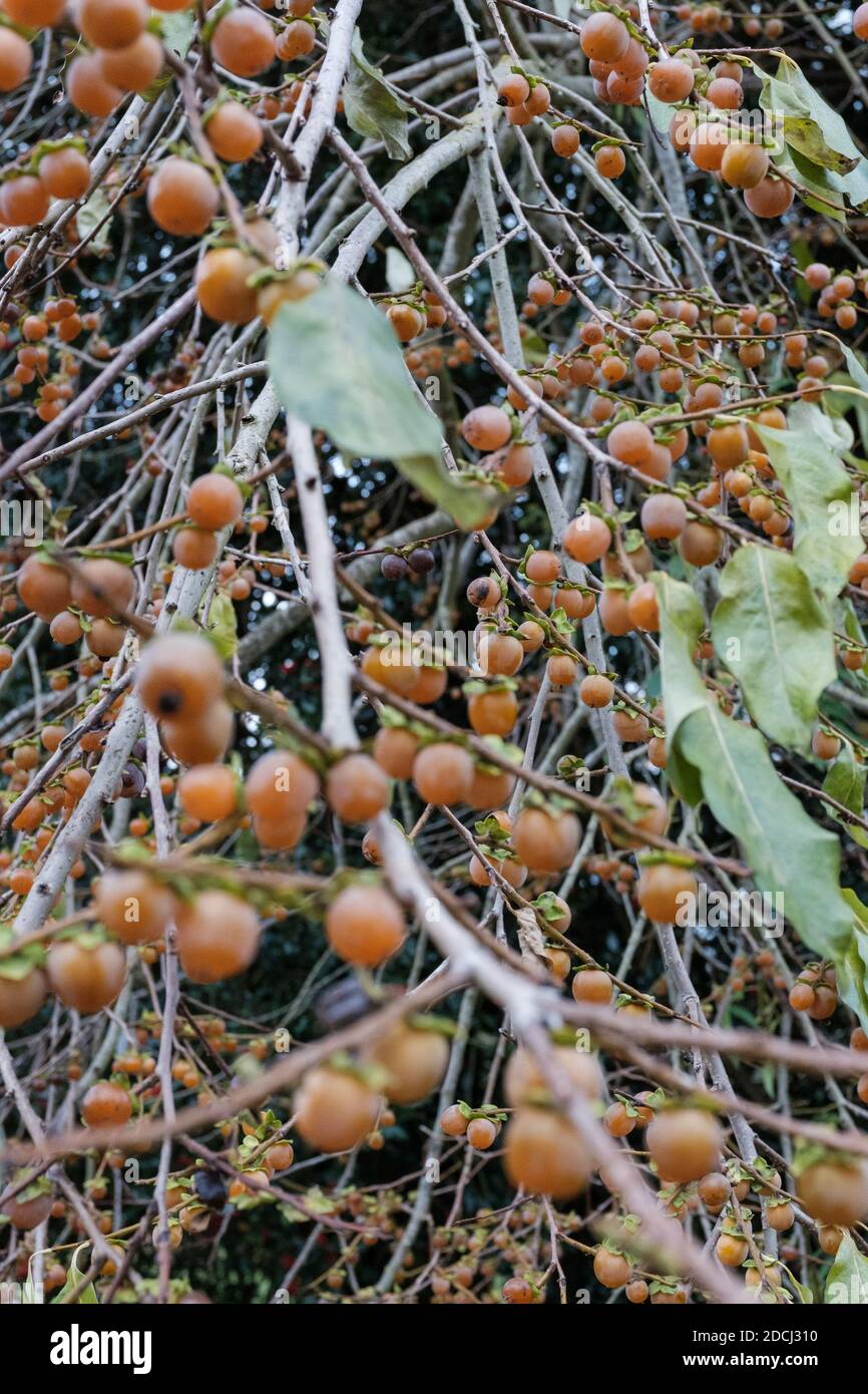 Diospyros lotus, con nomi comuni date-Plum, persimmon caucasico, o persimmon lilla. Foto Stock