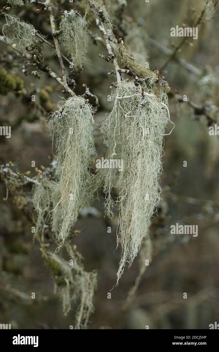Usnea articulata (lichene di salsiccia) Foto Stock