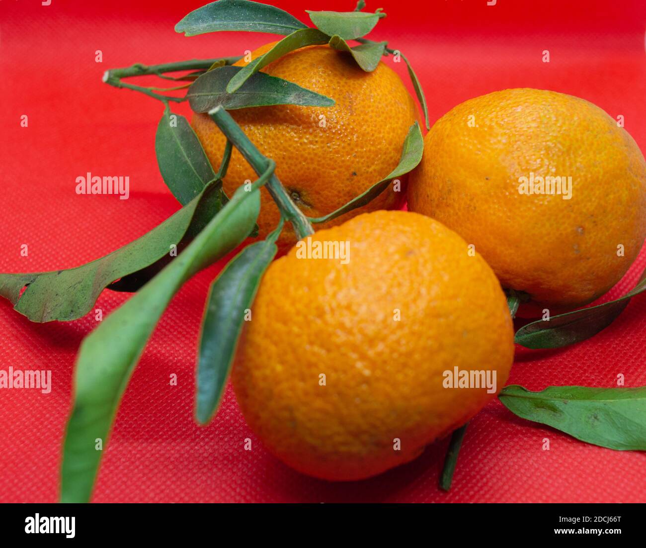 Tangerini arancioni con fogliame verde su sfondo rosso. Primo piano, isolato Foto Stock