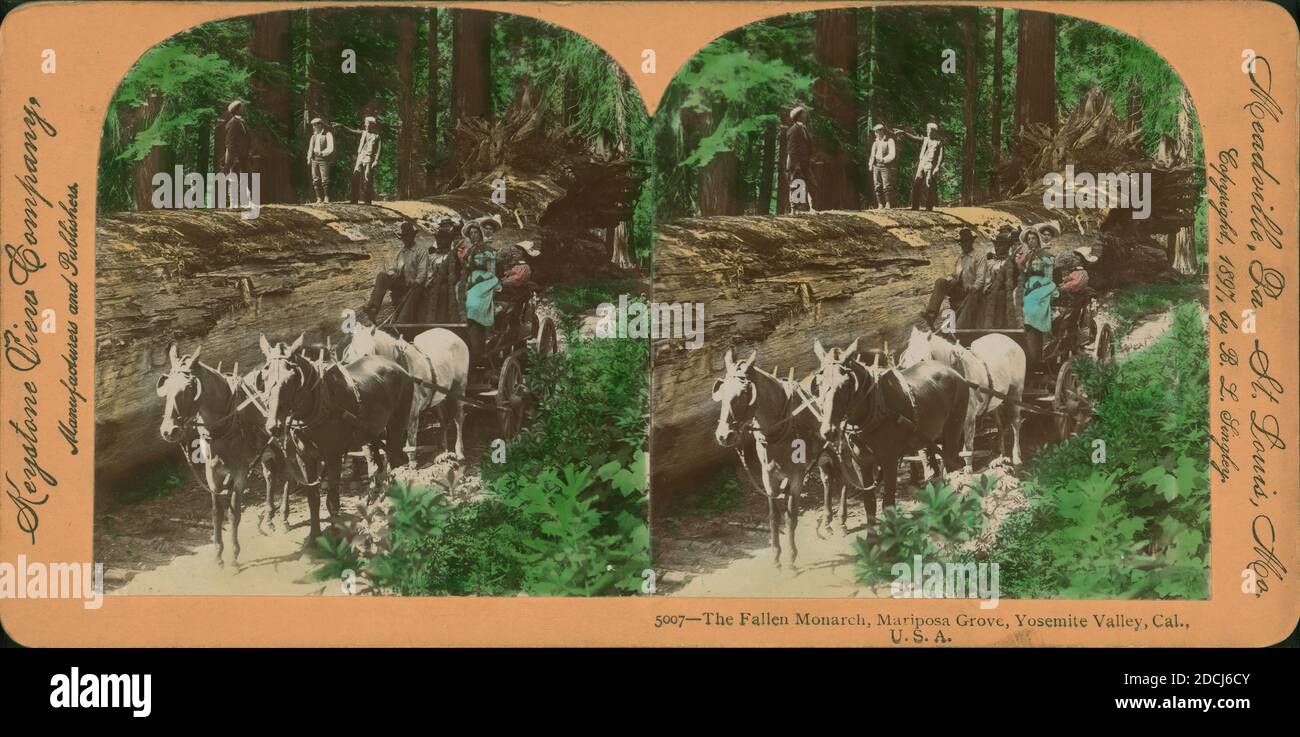 The Fallen Monarch, Mariposa Grove, Yosemite Valley, Cal., U. S. A.., Still Image, Stereographs, 1850 - 1930, Singley, B. L. (Benjamin Lloyd Foto Stock