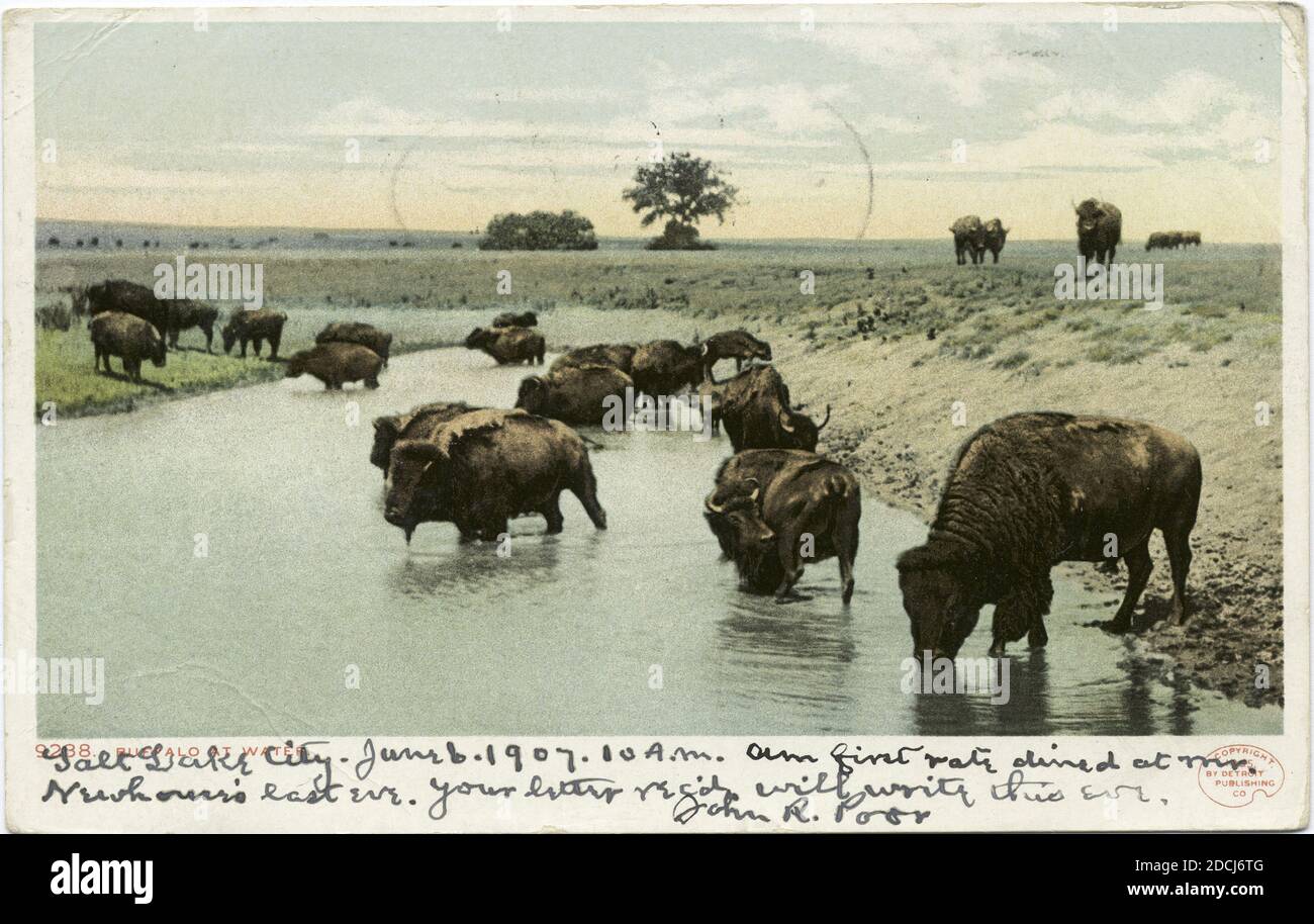 Buffalo all'acqua, immagine fissa, Cartoline, 1898 - 1931 Foto Stock