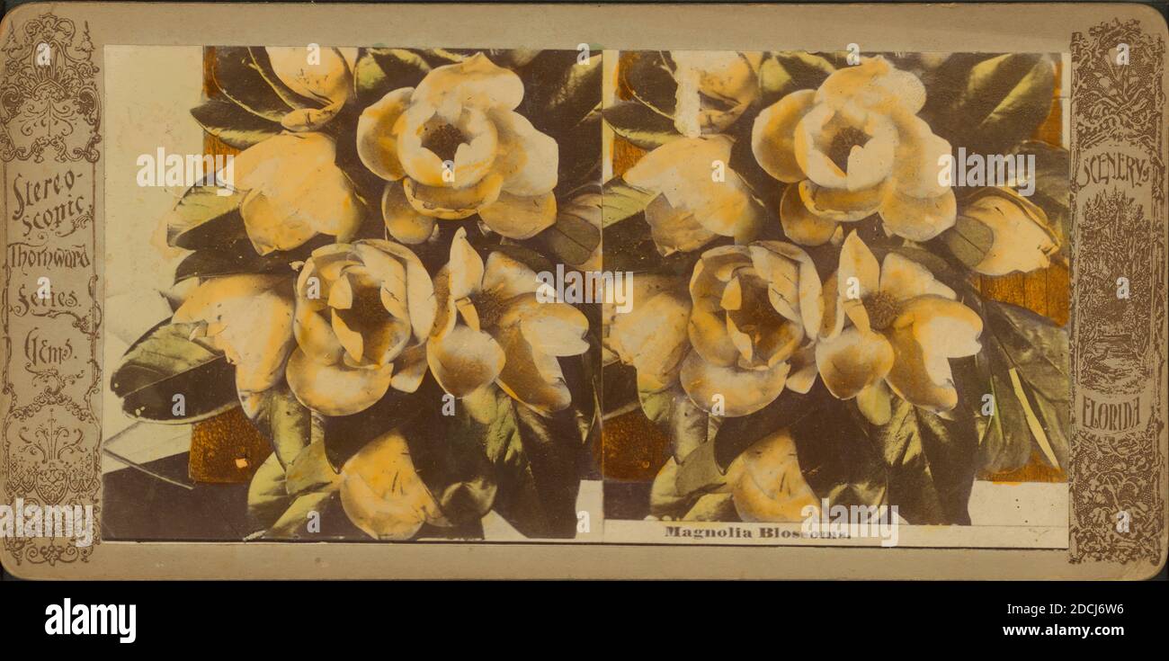 Magnolia Blossoms., fermo immagine, Stereografi, 1850 - 1930 Foto Stock