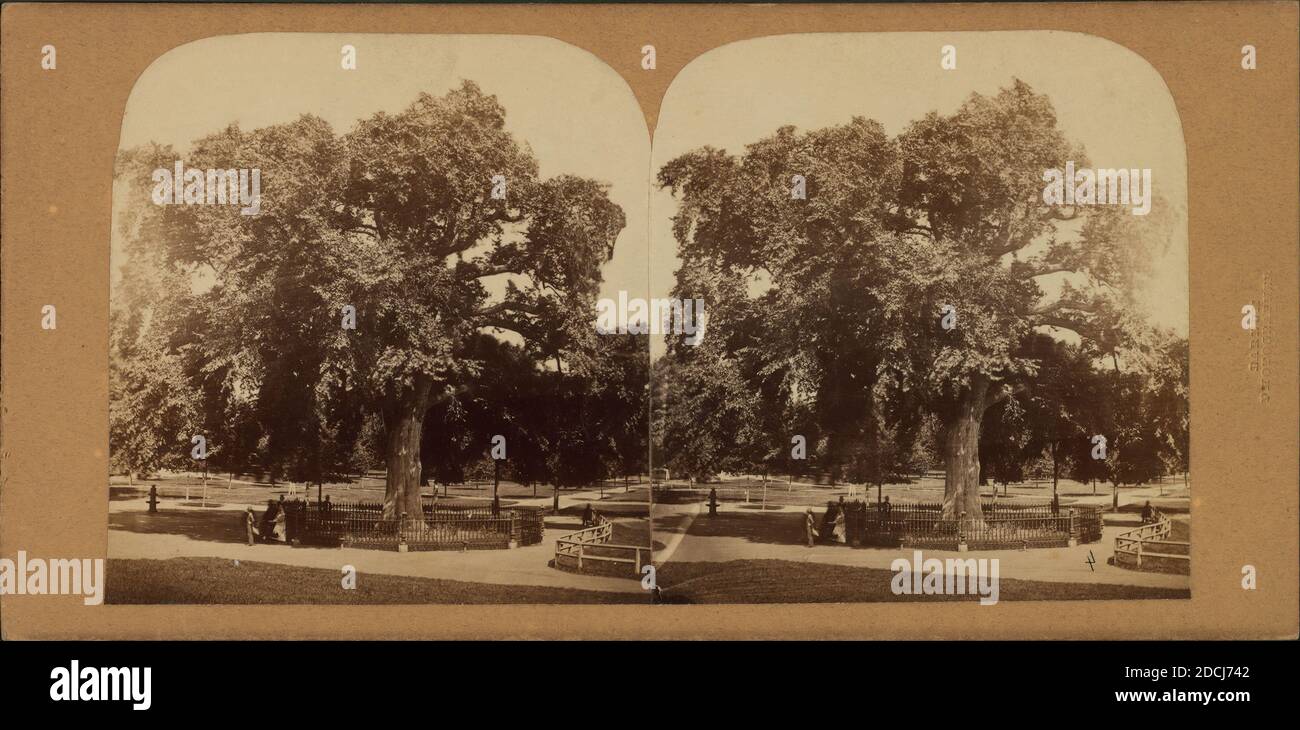 Il vecchio olmo, immagine fissa, Stereografi, 1850 - 1930 Foto Stock