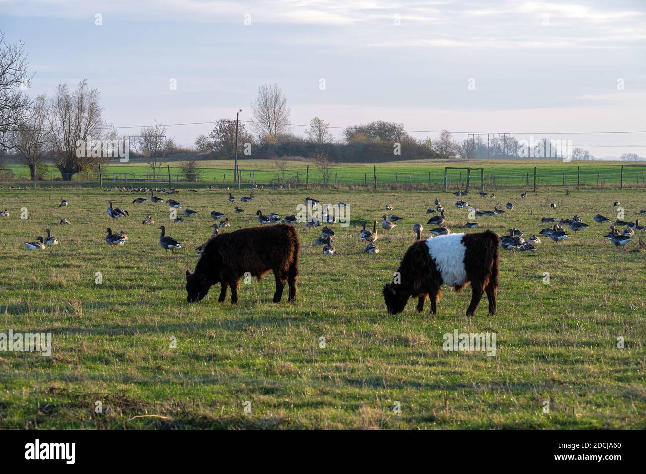 Due giovani polpacci Galloway che pascolano in un pascolo verde mentre Alle loro spalle si trovano le oche grigiastere Foto Stock