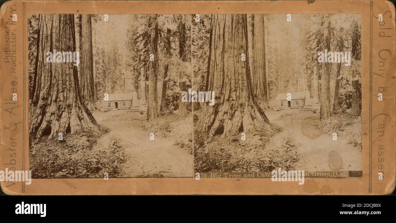 Grandi alberi e capanna, Mariposa Grove, Cal., immagine statica, Stereographs, 1850 - 1930 Foto Stock