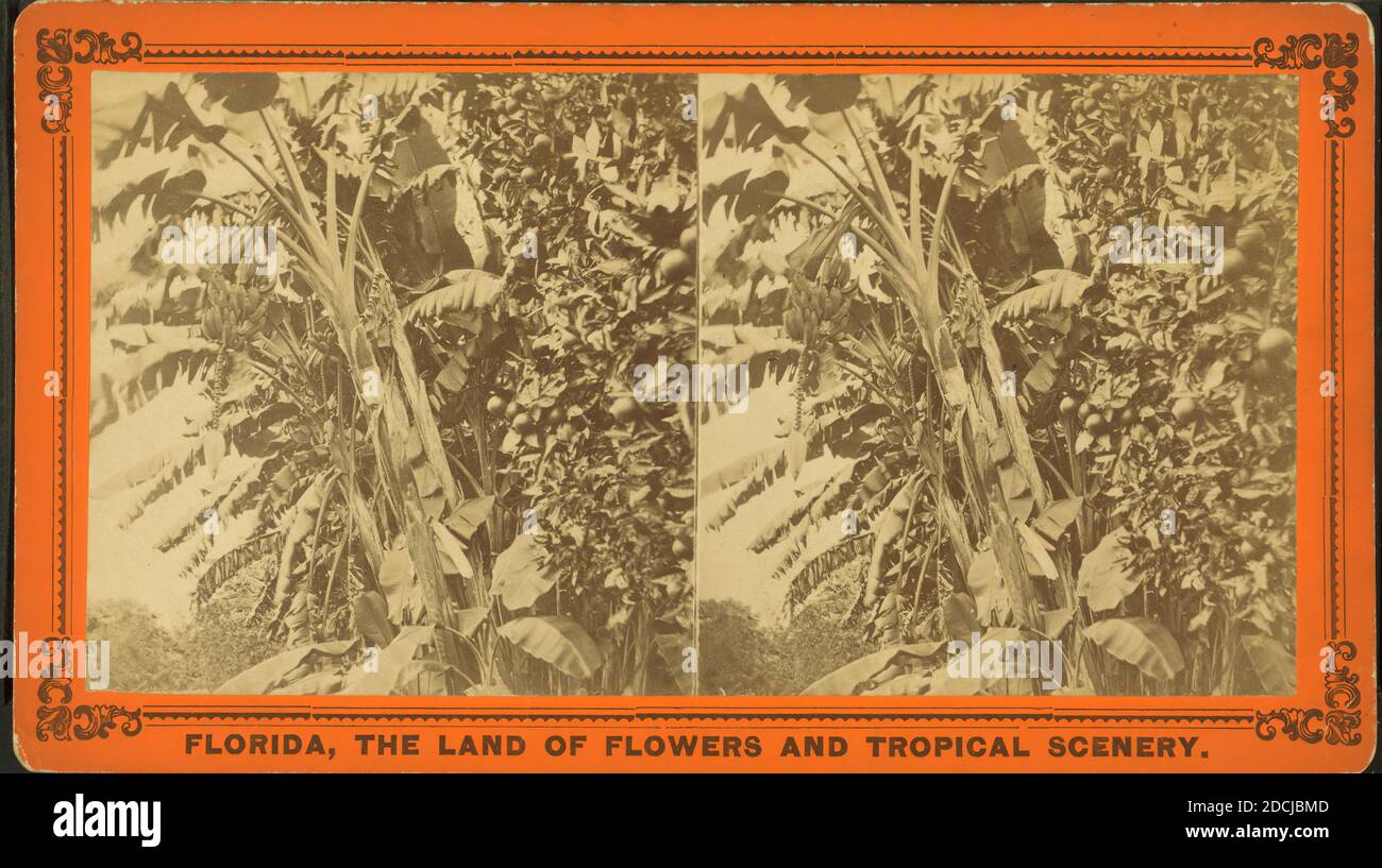 Banana alberi., immagine fissa, Stereographs, 1850 - 1930 Foto Stock