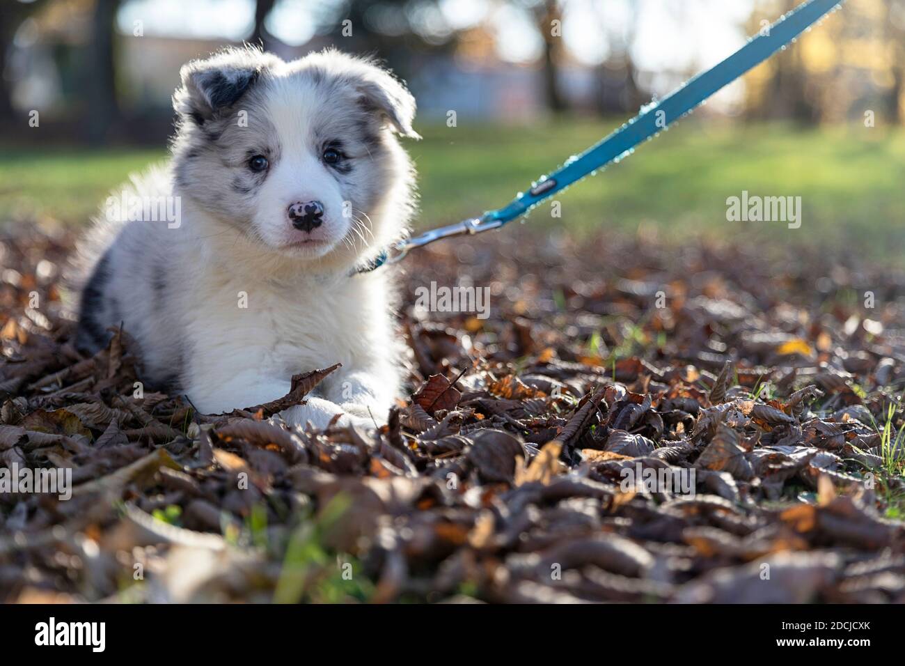 Primo piano di un cucciolo di Border Collie Blue Merle sdraiato giù all'aperto Foto Stock