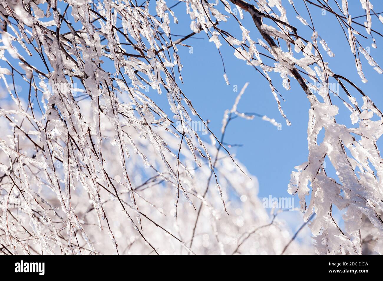 Rami coperti di ghiaccio illuminati dal sole contro un inverno cielo blu Foto Stock