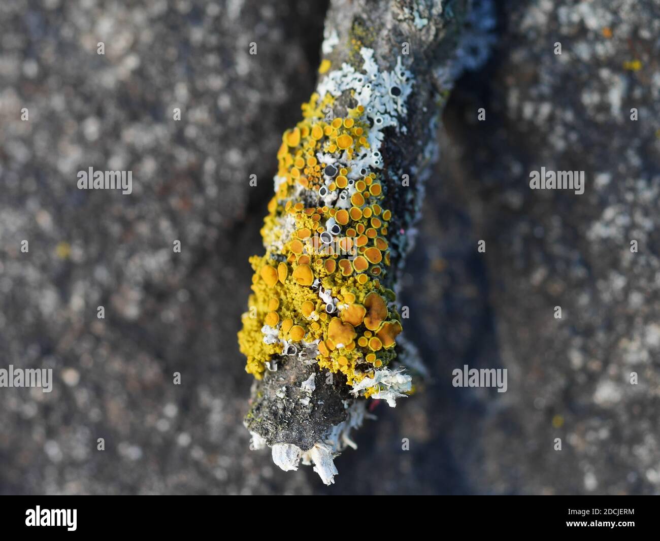 Affascinante lichene arancione comune (Xanthoria parietina) che cresce insieme ad alcuni licheni di protezione verde su un ramo morto a Wakefield, Quebec, Canada. Foto Stock