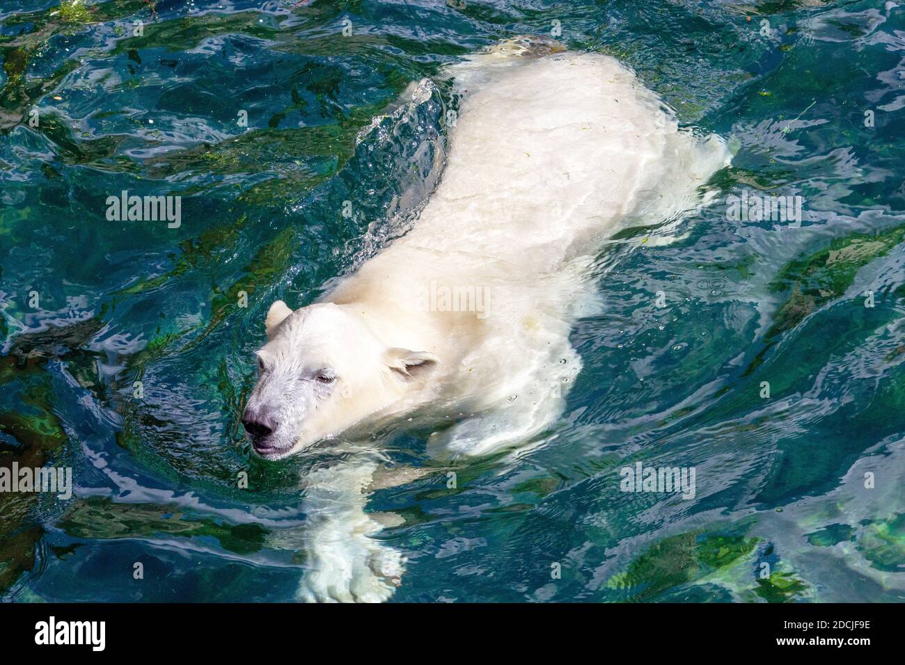Vista frontale di un giovane orso polare mentre si nuota, nome scientifico Ursus maritimus Foto Stock
