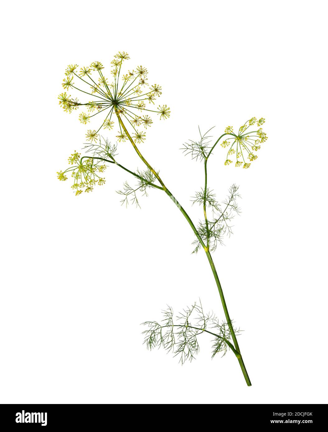 Ramo di foglie fresche di erba verde aneto isolato su sfondo bianco. Pianta da fiore aneto. Foto Stock