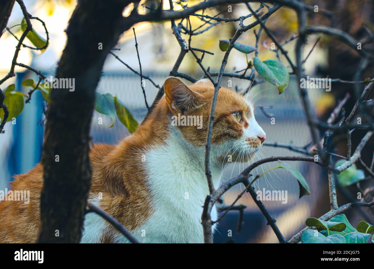 Gatto zenzero tra rami Foto Stock