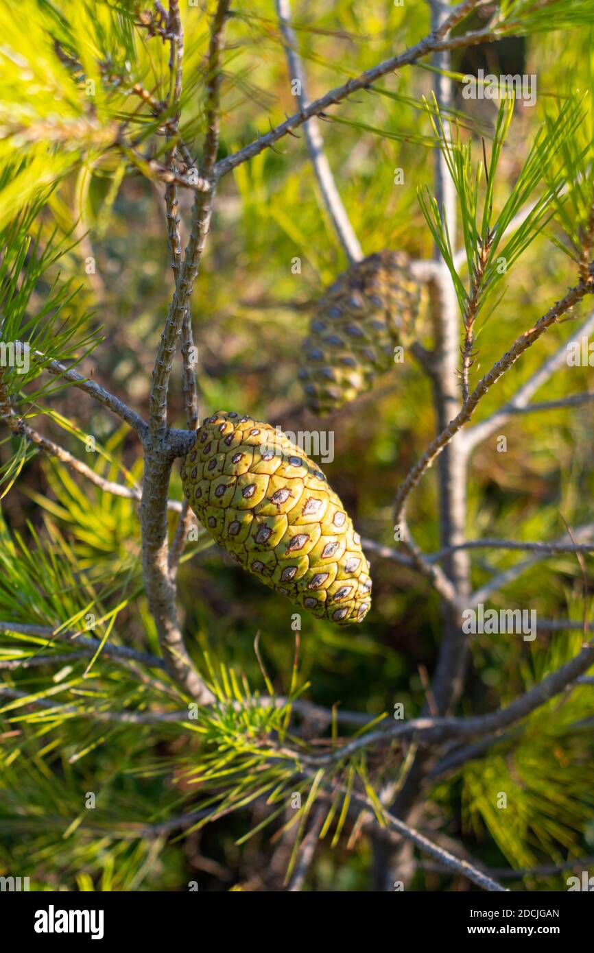 Pinus halepensis (pino comune) coni verdi freschi Foto Stock