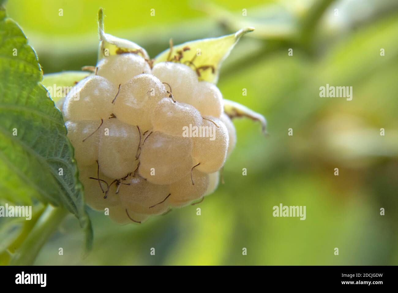 Macro Foto di Snowbank White BlackBerry che guarda enorme sul gambo Su sfondo naturale sfocato Foto Stock