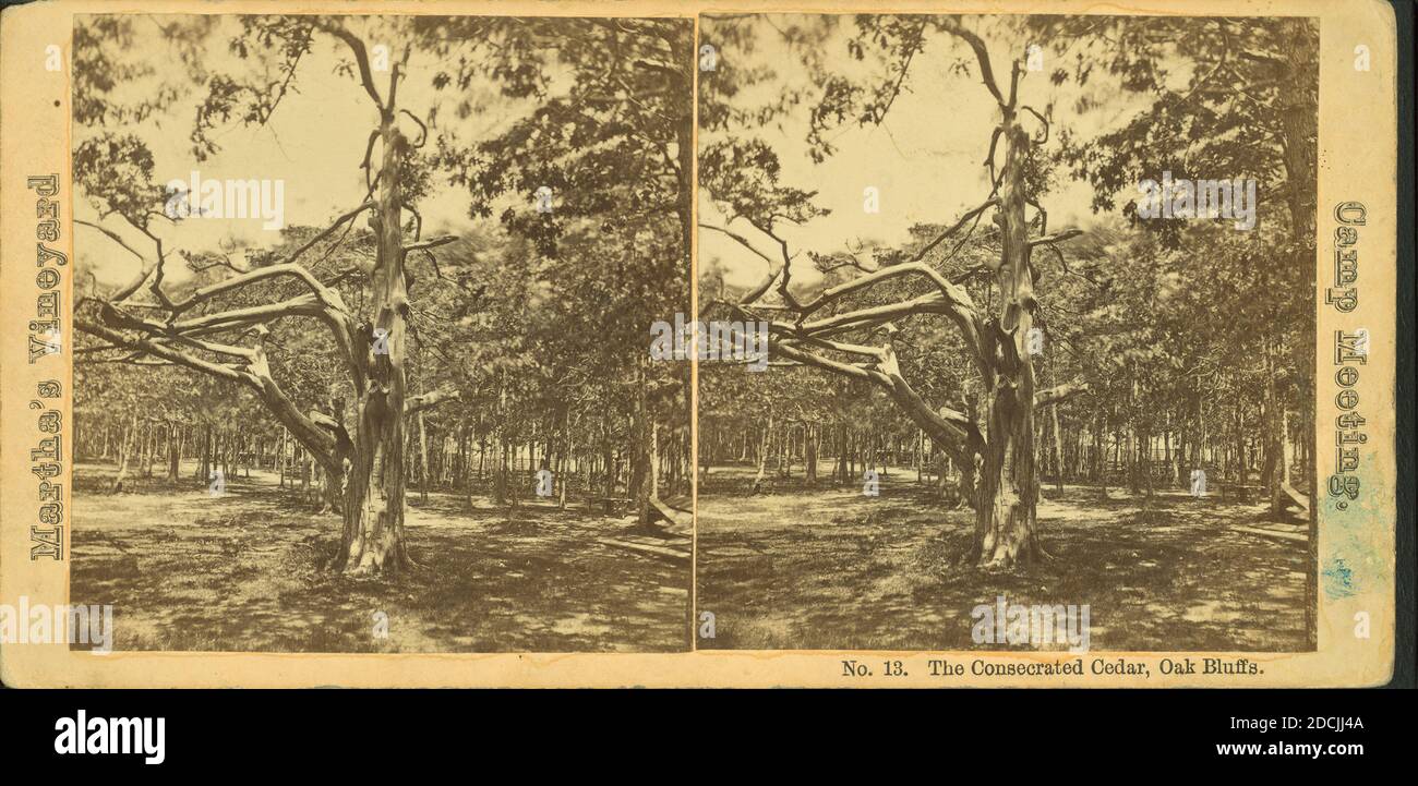 Il cedro Consecrated, Oak Bluffs., immagine, Stereographs, 1850 - 1930 Foto Stock