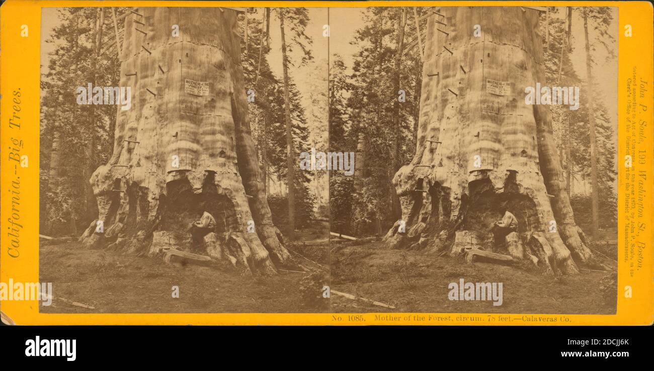 Madre della foresta, circo. 78 piedi, oltre 300 piedi di altezza - Calaveras Co., immagine statica, Stereographs, 1870, Soule, John P. (1827-1904 Foto Stock