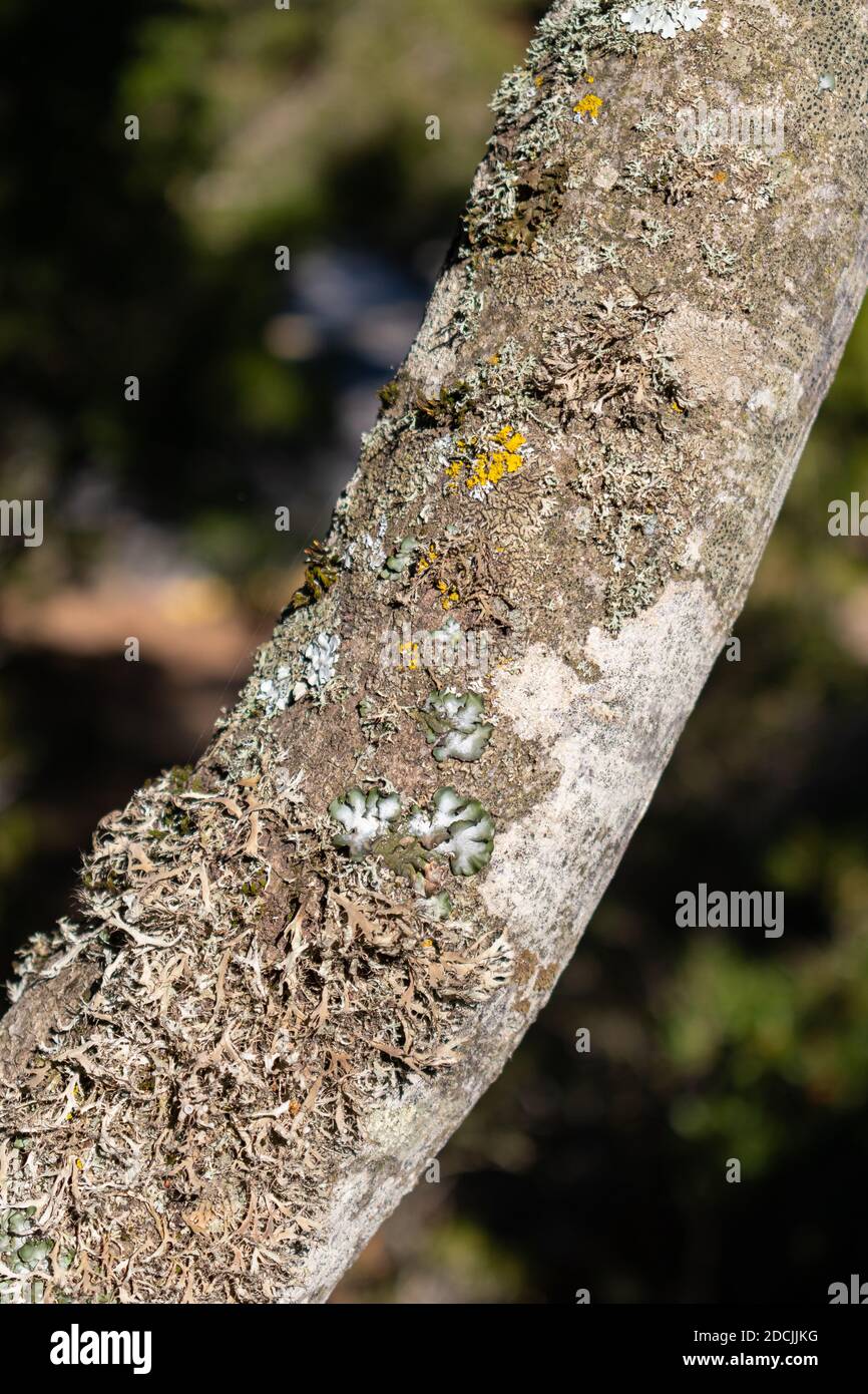 Muschio, muffa e licheni sul ramo dell'albero Foto Stock