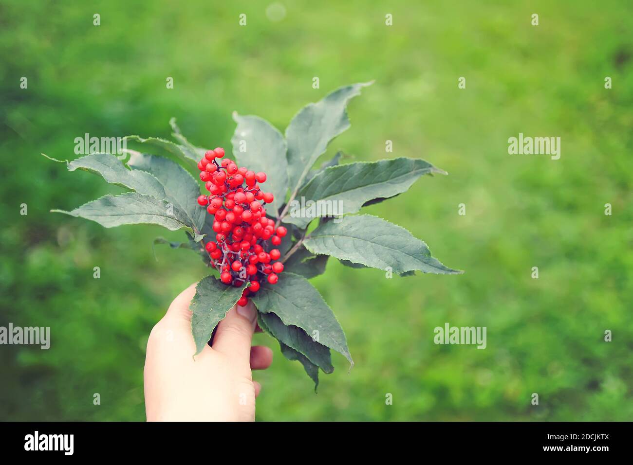 Impianto Sambucus racemosa. Comune sambuco rosso, bacche di sambuco rosso sul ramo nel giardino. Foto Stock