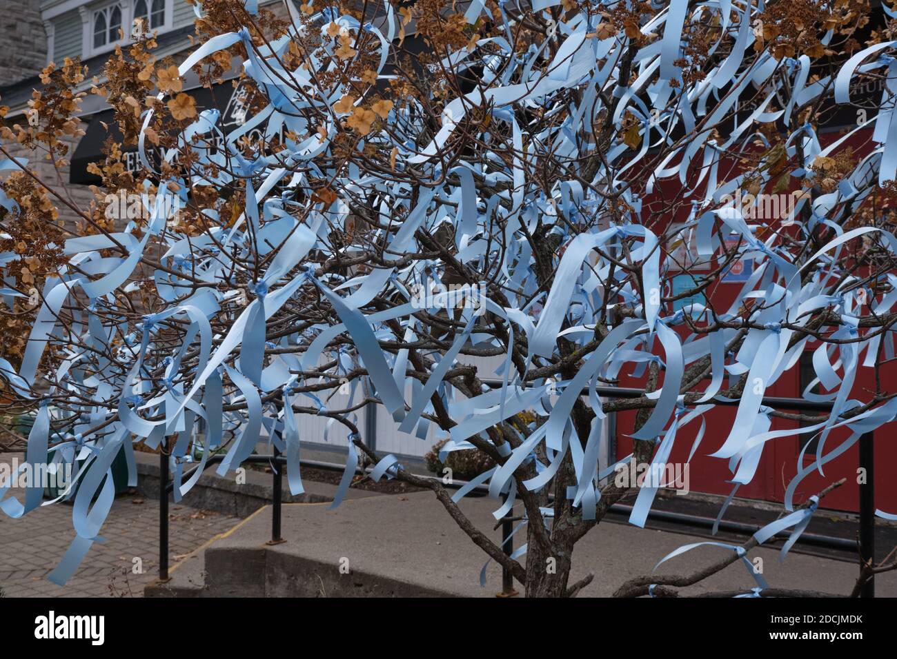 Ottawa, 21 novembre 2020. Covid Tree, un albero allestito di fronte alla scuola con un nastro ciascuno in ricordo di coloro che sono morti di virus in città Foto Stock