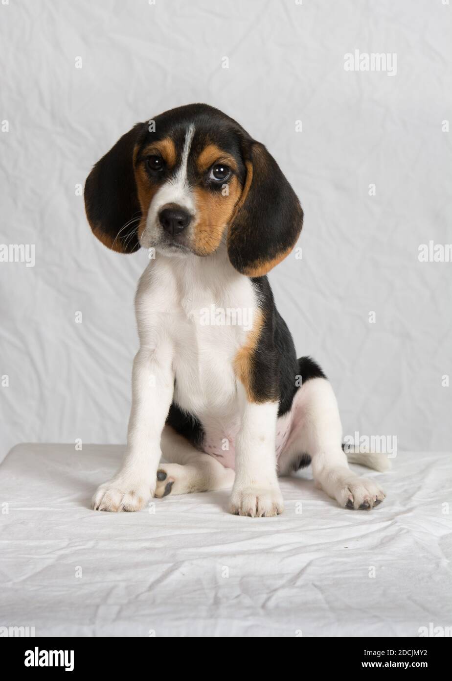 Beagle cucito con uno sfondo bianco alto Foto Stock