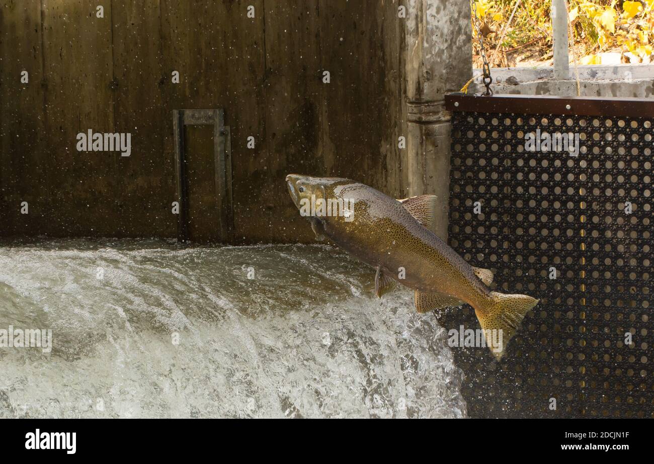 Chinook Salmon che salta alla diga sul Bowmanville Creek ON è migrazione che si riparte in autunno Foto Stock