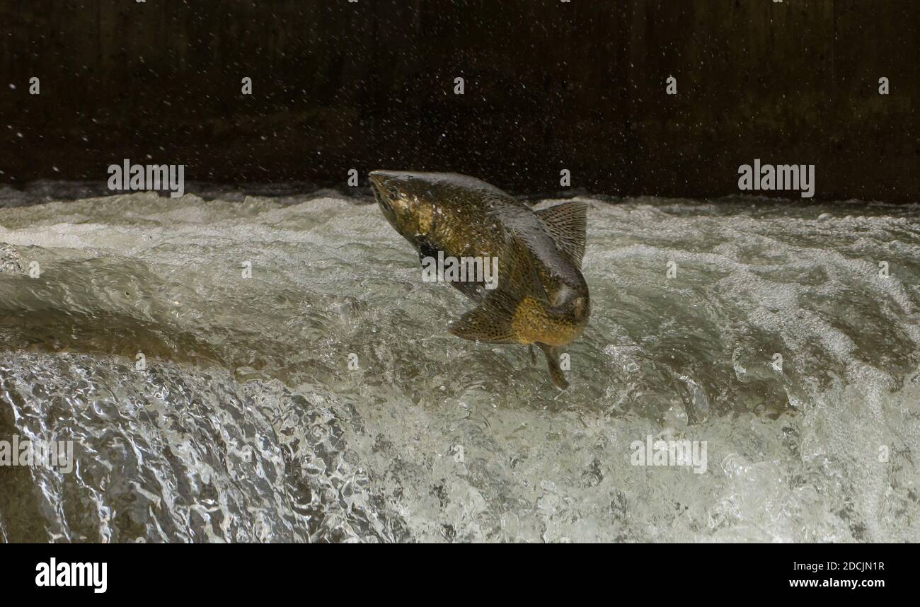 Chinook Salmon salta alla scala dei pesci sul Bowmanville Creek A Bowmanville, Ontario Foto Stock
