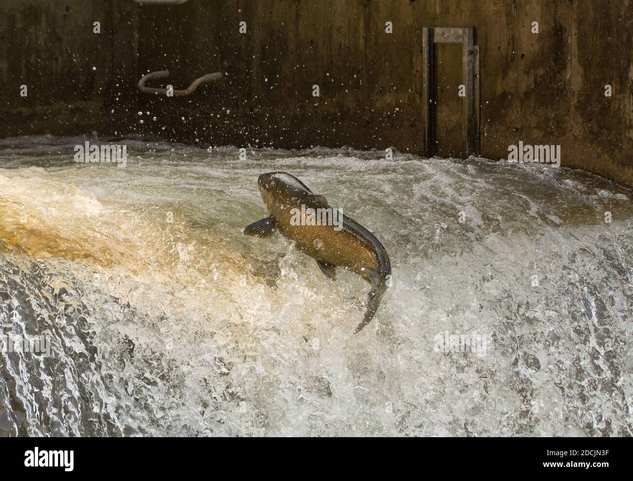 Chinook Salmon che salta dall'acqua in una scala di pesci sul Bowmanville Creek. E 'su di essa migrazione caduta dal lago Ontario a generazione. Foto Stock