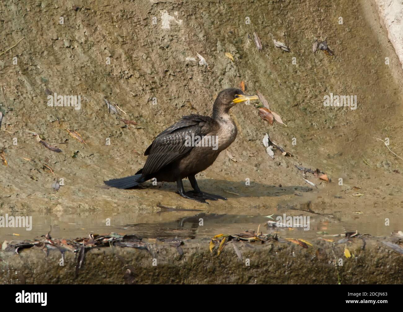 Cormorano a doppio stemma in piedi vicino a una scala di pesci sul Bowmanville Creek a nord del lago Ontario Foto Stock
