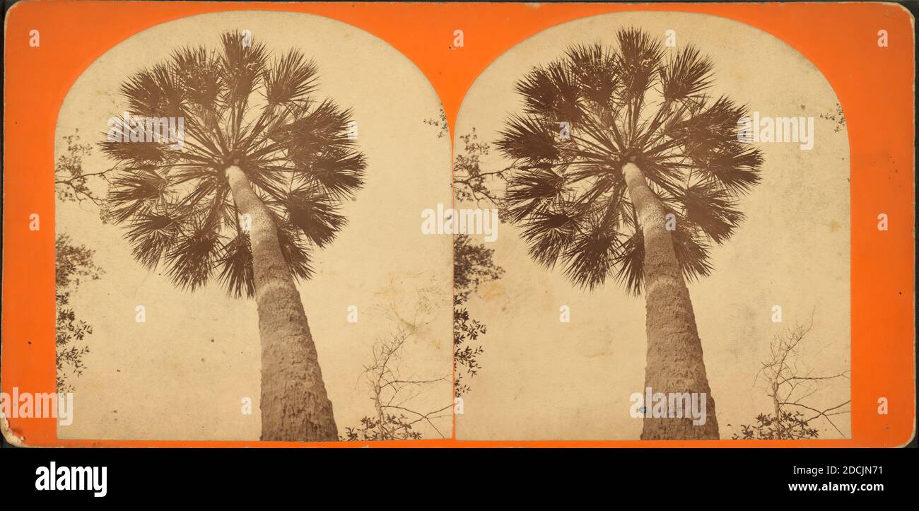 [L'albero delle palme.], immagine fissa, Stereographs, 1850 - 1930 Foto Stock