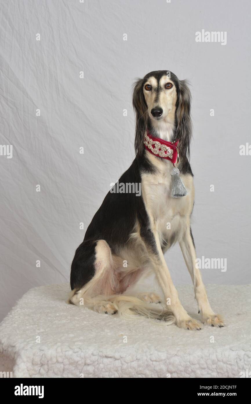 Un bel Saluki bianco e nero a tutta lunghezza, seduto, guardando la fotocamera su uno sfondo bianco alto chiave Foto Stock