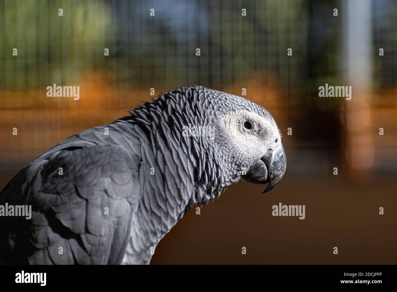 Pappagallo grigio (Psittacus erithacus) primo piano ritratto Foto Stock