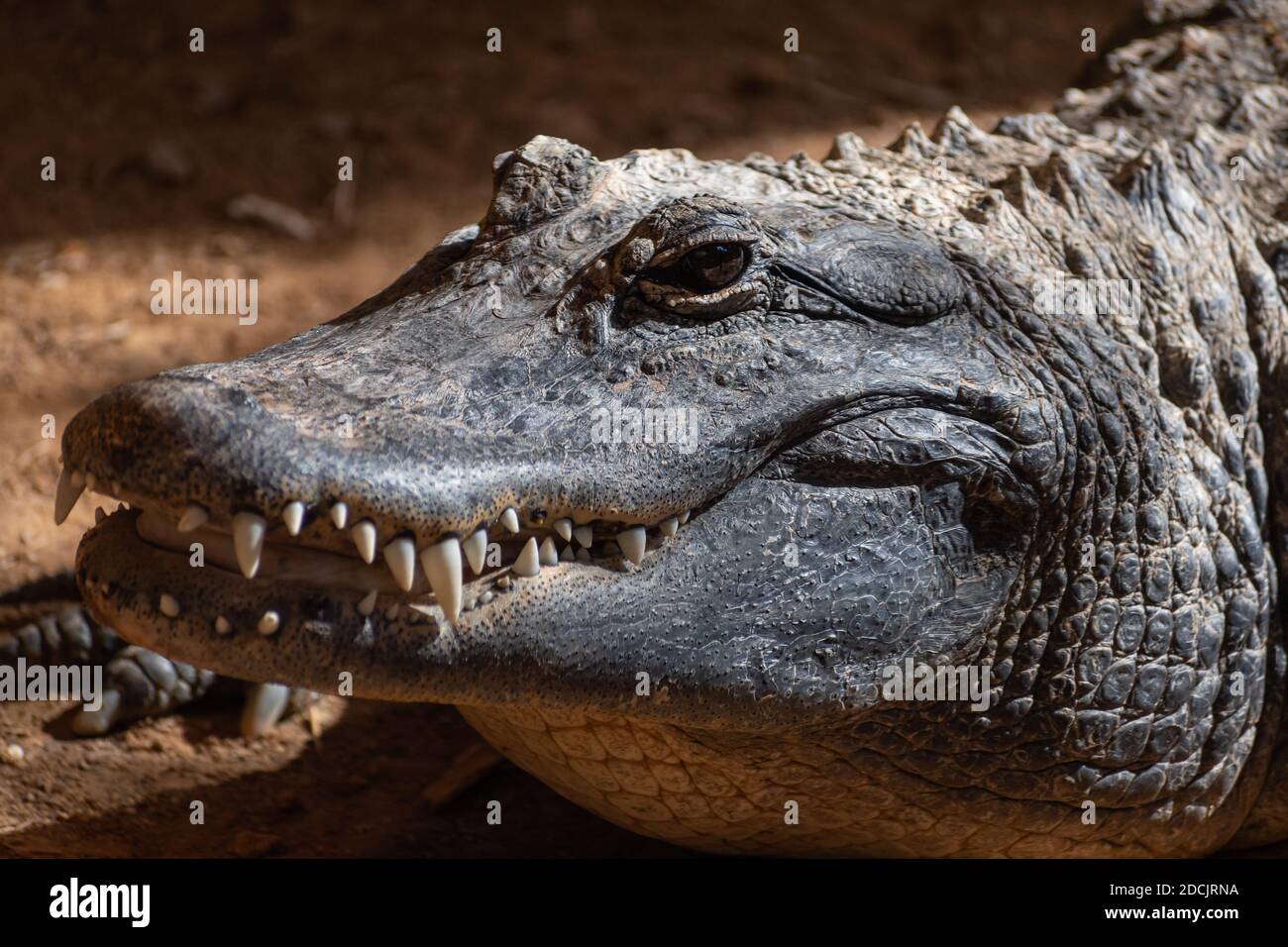 Alligatore americano (alligatore missisippiensis) primo piano ritratto Foto Stock