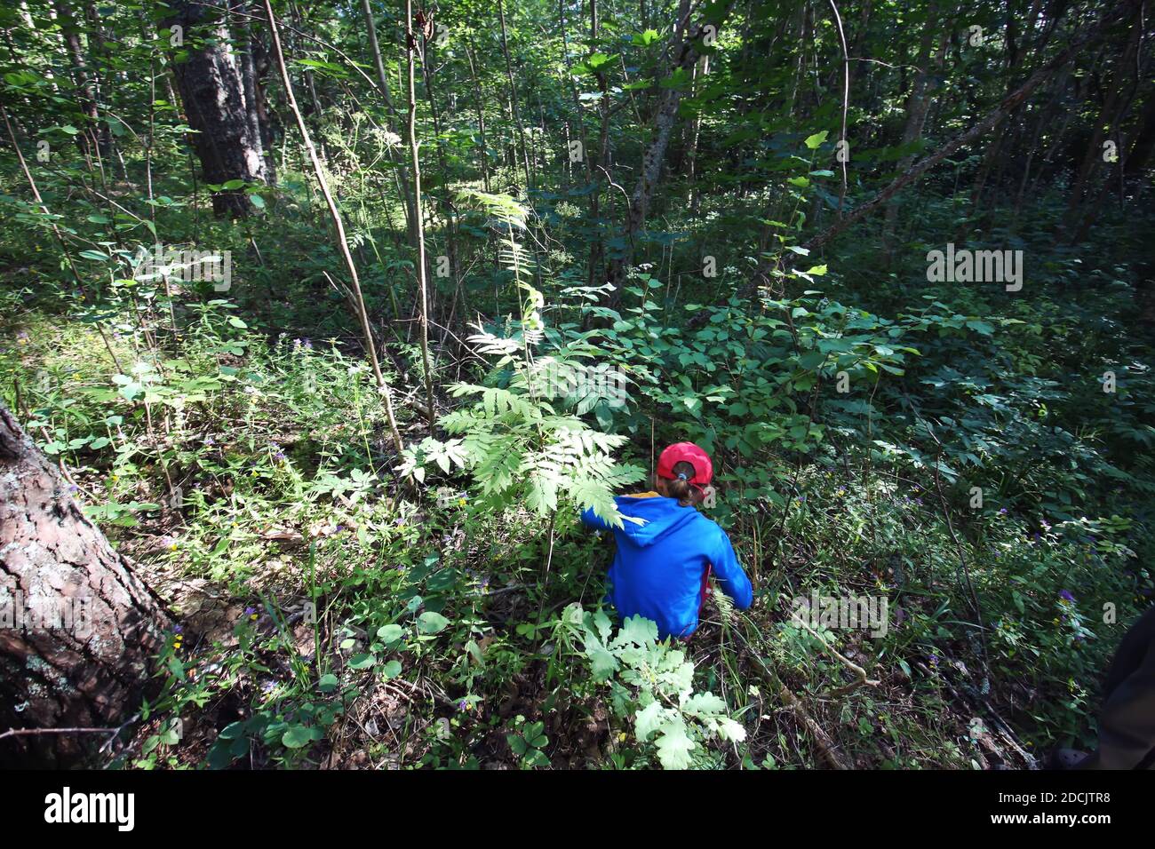 Bambina che raccoglie funghi nella foresta d'autunno. Foto Stock