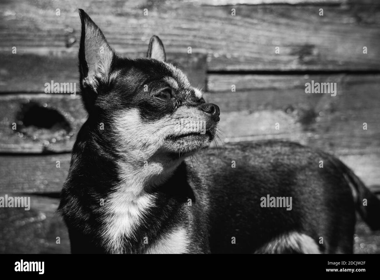 Chihuahua piccolo ritratto di cane di razza. Cane. Foto in bianco e nero di un cane su sfondo di legno Foto Stock