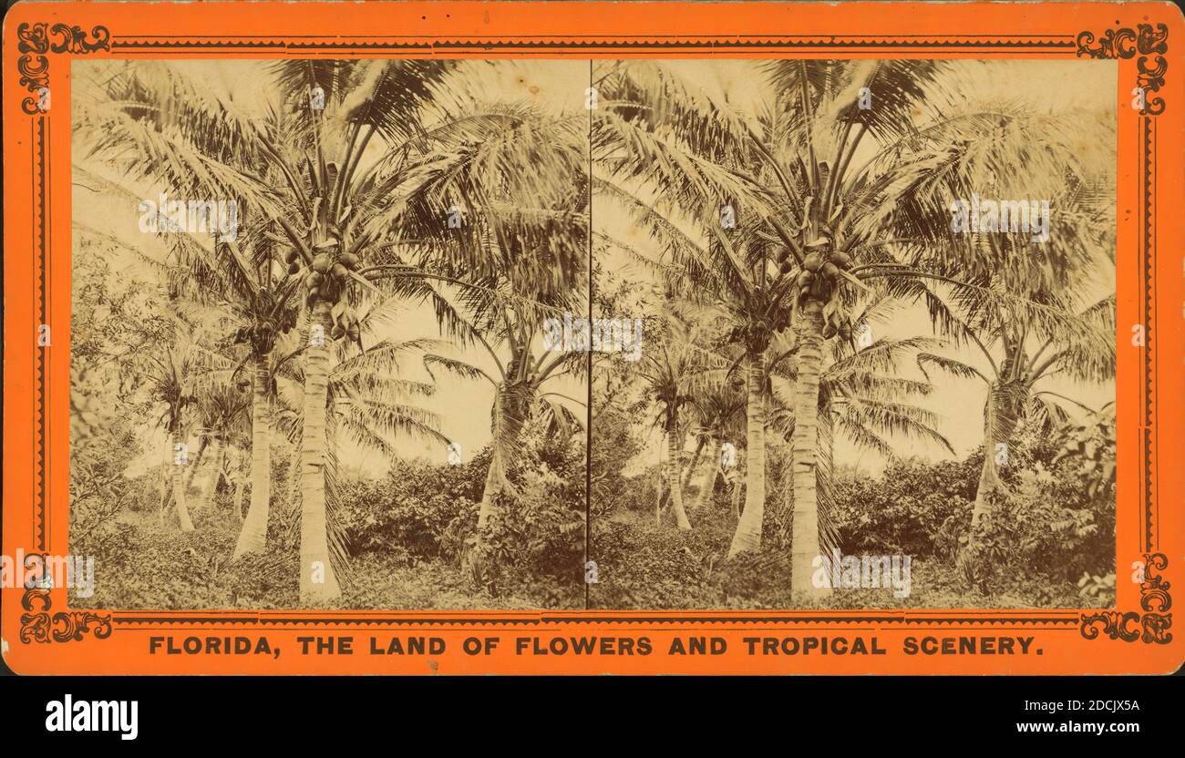 Alberi di cocco, immagine fissa, Stereographs, 1850 - 1930 Foto Stock