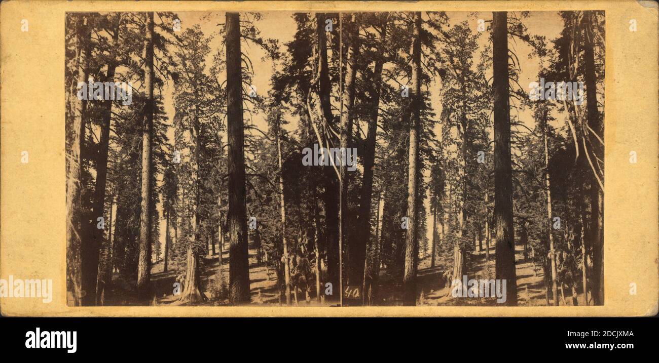 Gruppo di grandi alberi a Mariposa Grove., immagine, Stereographs, 1860 - 1874 Foto Stock