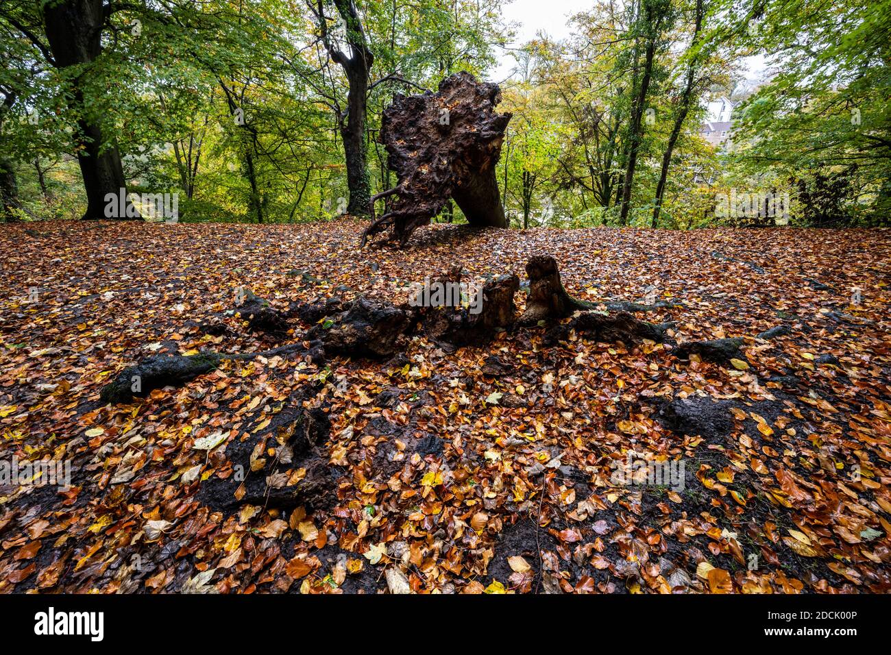 Gli alberi mostrano i colori autunnali nel parco Oldbury Court, nel nord di Bristol. Foto Stock