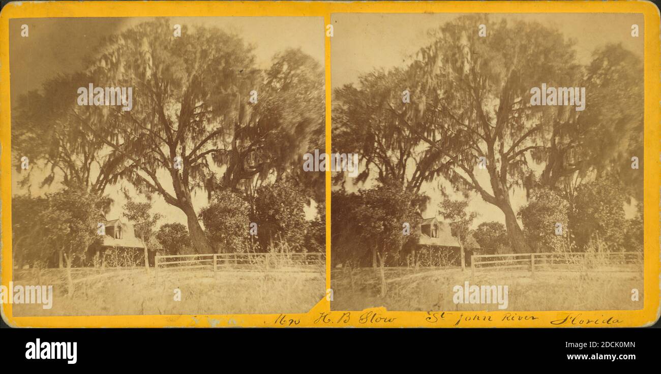 Res. Della Sig.ra H. B. [Stowe]. St. Johns River, Fla., immagine fissa, Stereographs, 1850 - 1930 Foto Stock