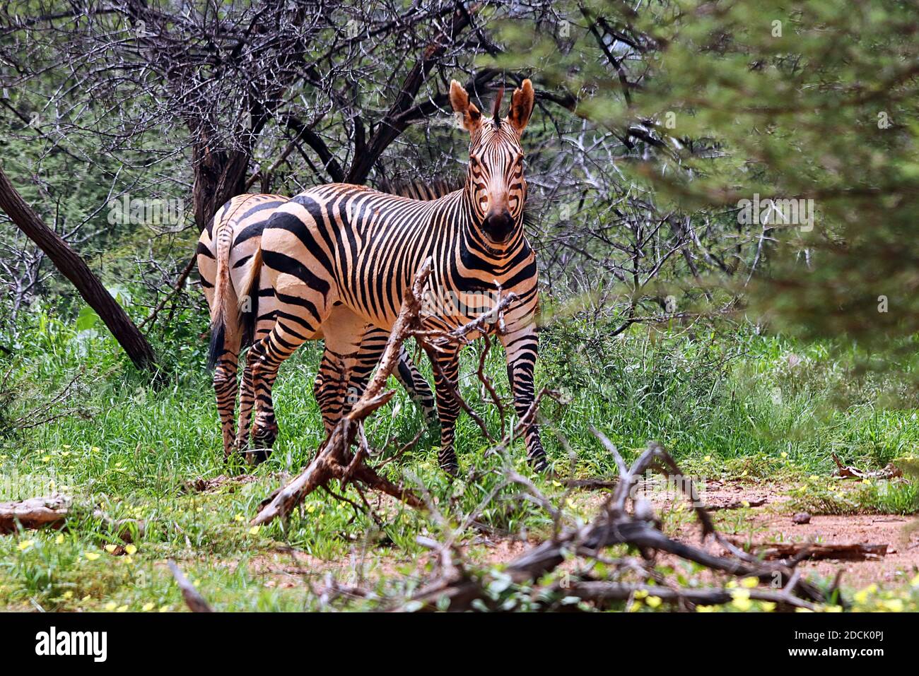 Una Zebra di montagna (Equus zebra) che si nasconde in spine di acacia nella stagione umida alla Riserva di Erindi, Regione Erongo, Namibia. Foto Stock