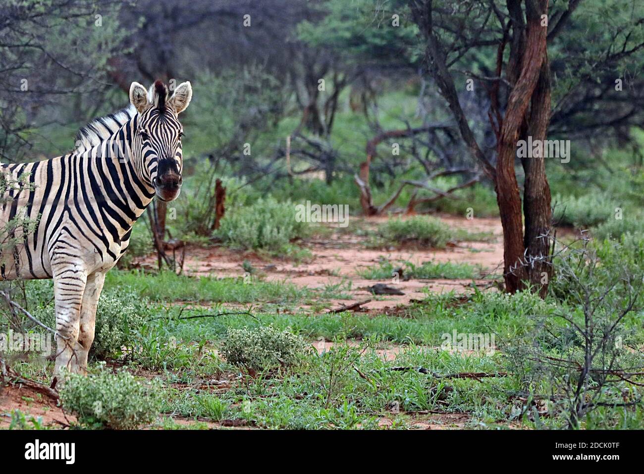 Una Zebra di montagna (Equus zebra) che si nasconde in spine di acacia nella stagione umida alla Riserva di Erindi, Regione Erongo, Namibia. Foto Stock