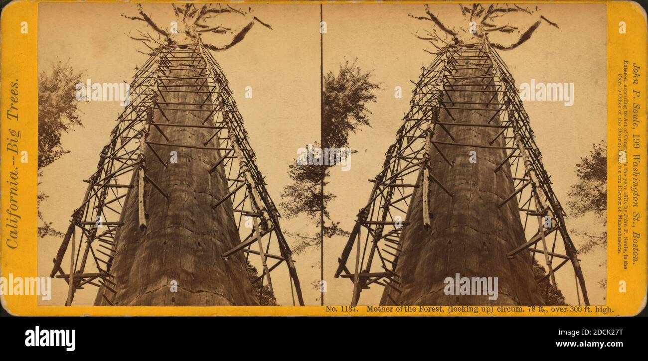 Madre della foresta, (guardando in alto) circo. 78 piedi, oltre 300 piedi di altezza, immagine fissa, Stereographs, 1870, Soule, John P. (1827-1904 Foto Stock