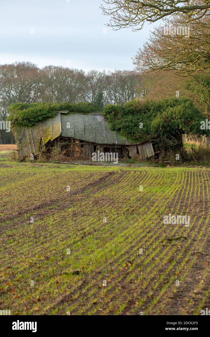 Ridondante, ex fattoria campo bestiame rifugio. Cambiamento nella pratica agricola da latticini a seminativi. Isolato, non mantenuto, tetto in amianto, legno, legname Foto Stock